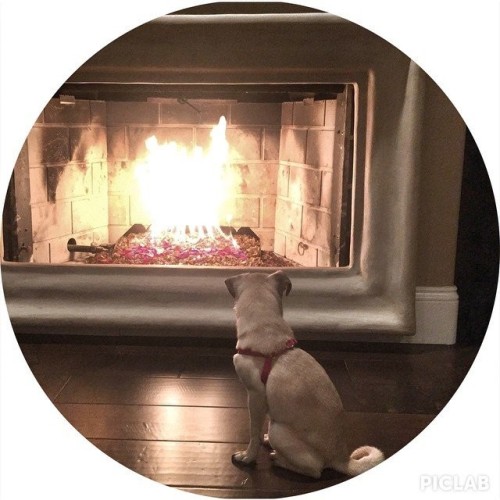 ihugpugs:  Dog Lover Shirts: http://bit.ly/1sIvs6I 
