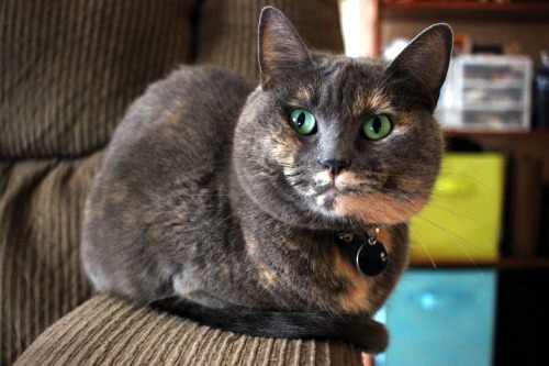 refurbthecat: This is the Friday Cat Loaf. Reblog if you wish to have a calm, relaxing weekend.