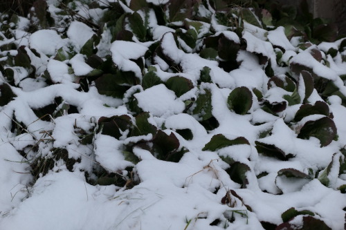 Bergenia cordifolia — heartleaf bergenia