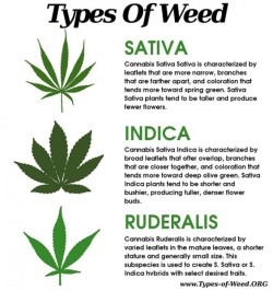 theganjatrain:  Types of Weed