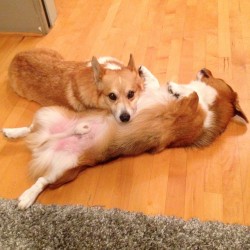 andcorgimakesthree:  A little BROMANCE for