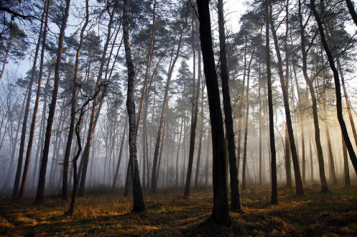 Forest full of sunshine by Frame_finder on Flickr.