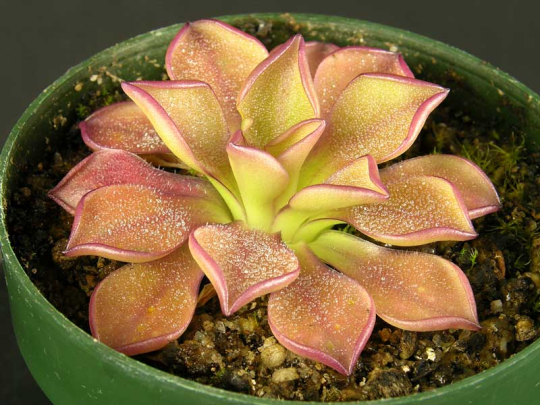 TODAY I LEARNED CARNIVOROUS SUCCULENTS EXIST