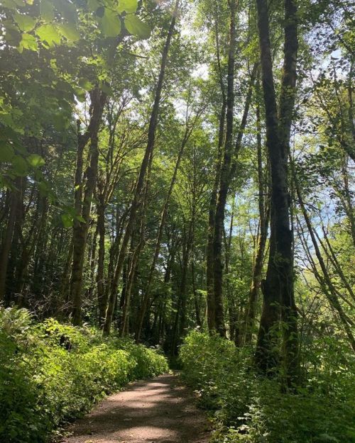 “Time spent amongst trees, is time never wasted” (at Tryon Creek State Natural Area) htt