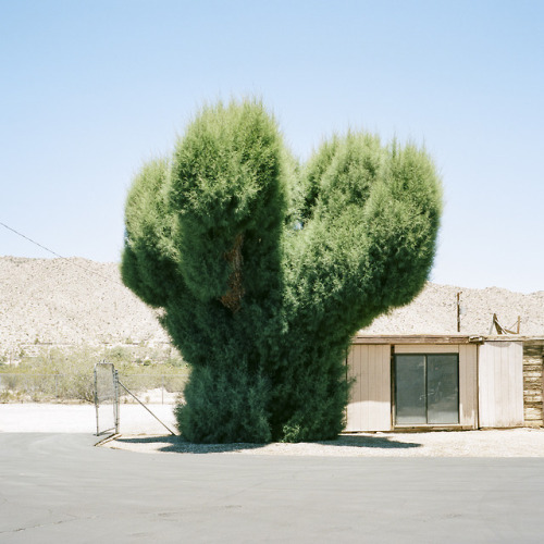 casualtimetravel: Yucca Valley, CA © Sinziana Velicescu