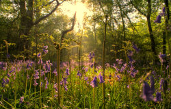 enchanted-gaia:  Bluebells - take 2 by awropa