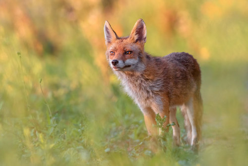 Fox / Volpe by Cristiano Tedesco Vulpes vulpes Sul suo sentiero di caccia in uscita dalla zona della