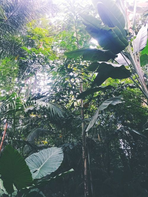 Tropical rain forest 