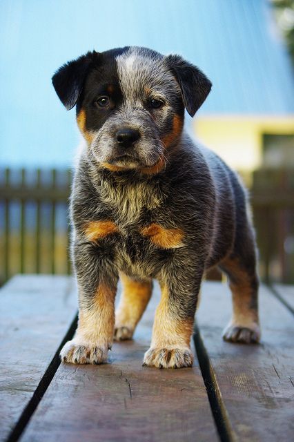 Porn Pics dogsandpupsdaily:  - Australian Cattle Dog. Want