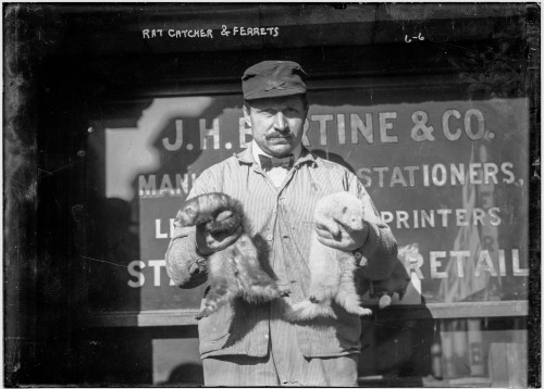 onceuponatown:New York CIty. A Rat Catcher and his Ferrets, circa 1900.