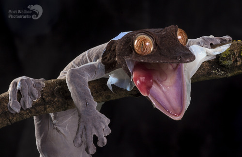 merswine:drunkatron:kaijutegu:end0skeletal:A leaf-tailed gecko shedding and eating his skinby AngiWa