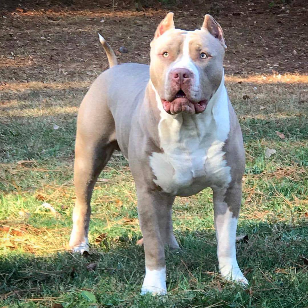 champagne xl bully