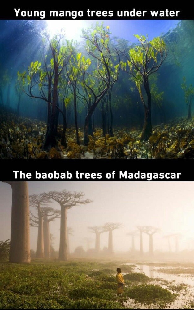 neurodivergent-crow: scienceampersandfantasy:    THIS IS WHAT I MEAN WHEN I SAY TREES