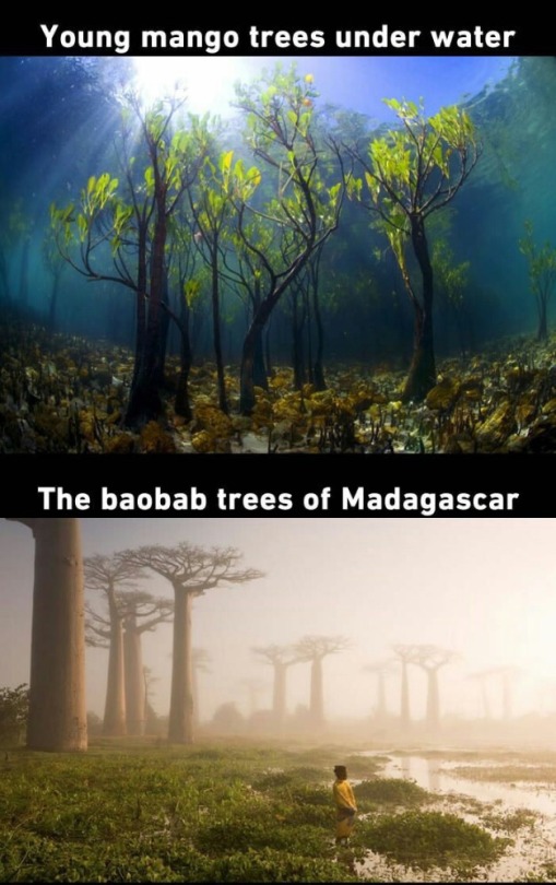 neurodivergent-crow: scienceampersandfantasy:    THIS IS WHAT I MEAN WHEN I SAY TREES ARE COOL 