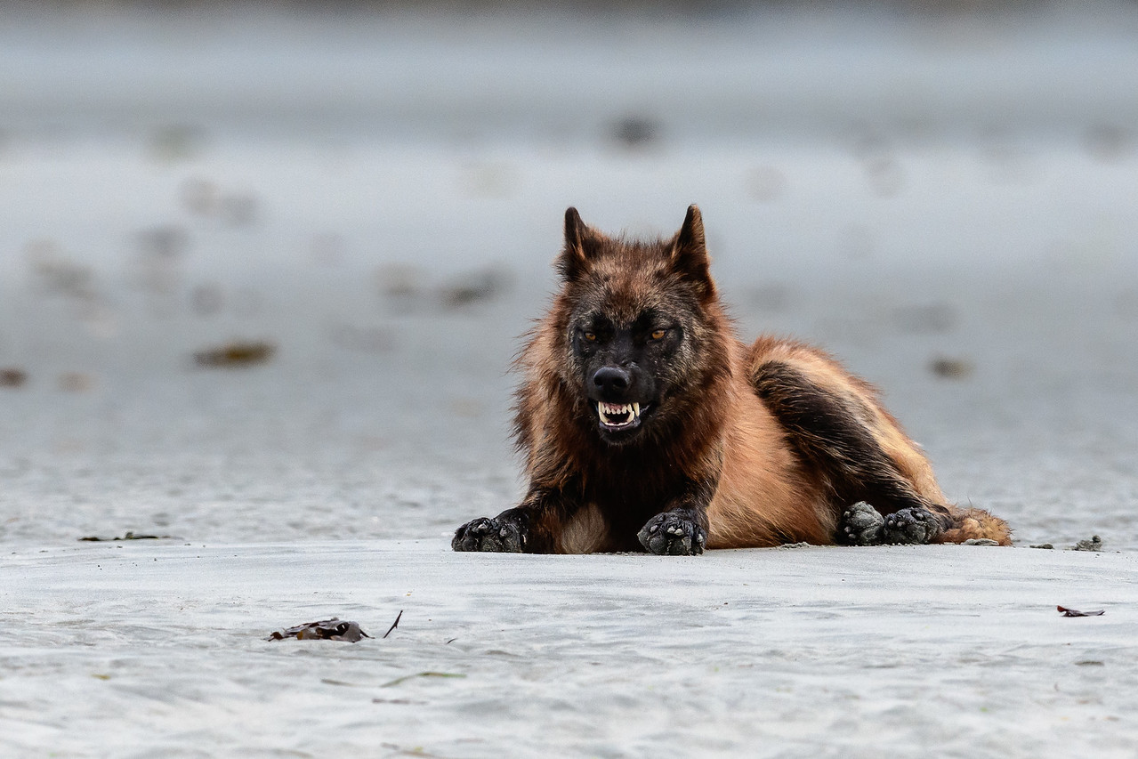 ghost-from-hell:  Coastal Wolf | British Columbia ~     Lyman Creek Photography 