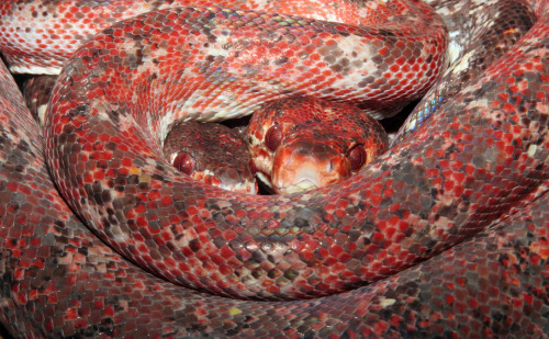 Porn photo reptilesrevolution:  Snakes are all the different,