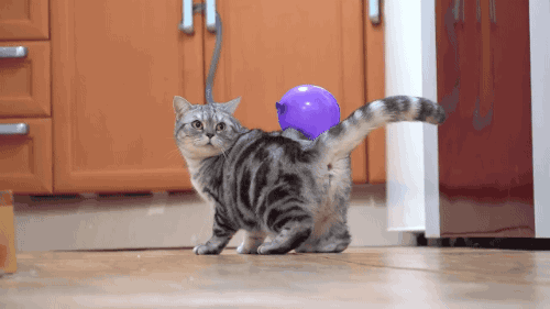 thefingerfuckingfemalefury:  unconstrainedme:  thefingerfuckingfemalefury:  These cats look so puzzled oh my gosh :D  This is the sort of quality content I expect from my dash :D Bless the confused little murder machines  “WHAT ARE THESE ORBS Why they