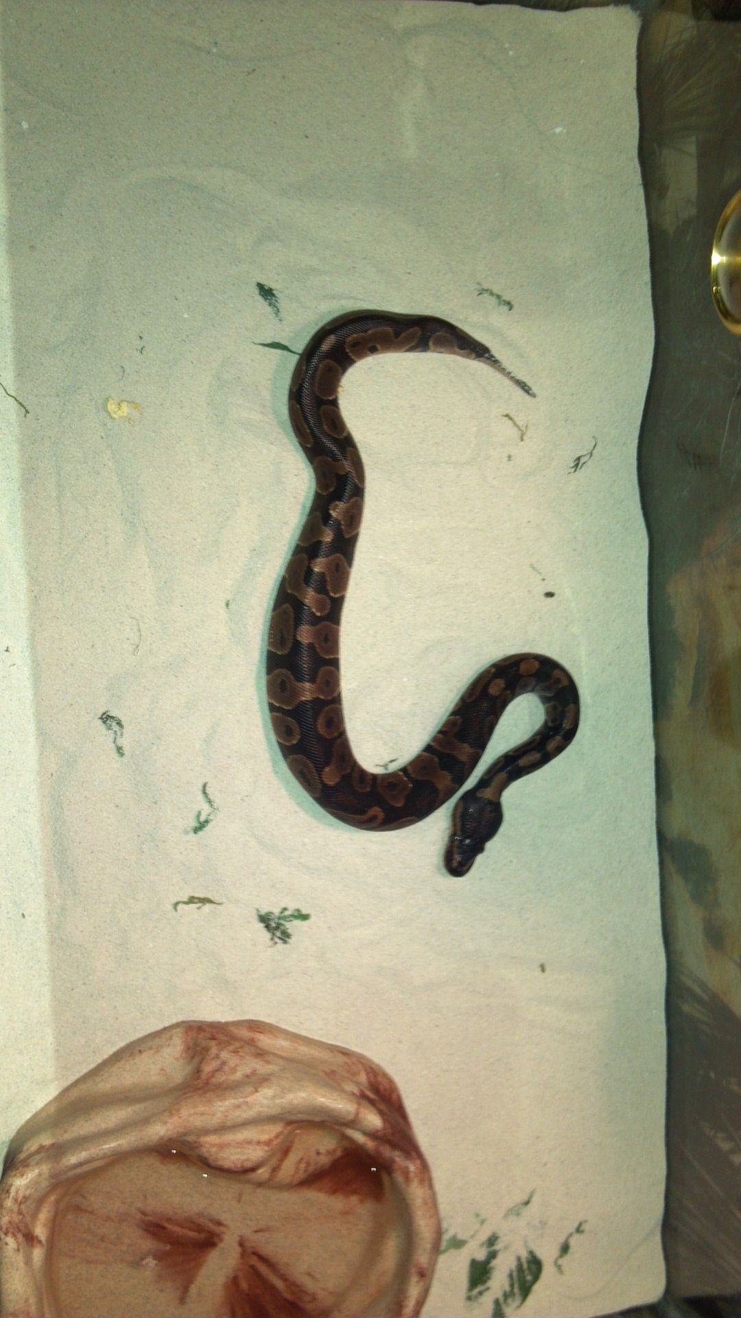 Death feigning in kingsnakes? - Field Herp Forum