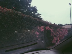 dumbfricks:  Just someone who takes photos of flowers from my car now.
