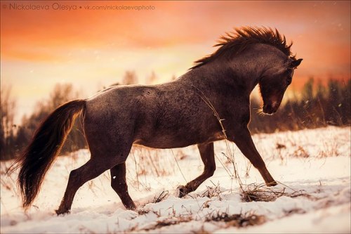 (3) Olesya Nickolaeva is passionate about horses and is very experienced in capturing their glowing 