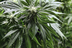 coloradommj:  Medical Marijuana Doesn’t