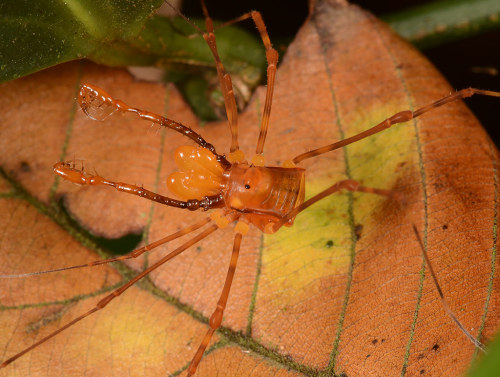 captain-price-official:onenicebugperday:Harvestmen (Arachnida, Opiliones) photographed by Art Anker 