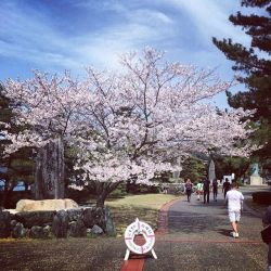 Why did this seasonal have to be so short? #SakuraSeason  (at Mikimoto Pearl Island)