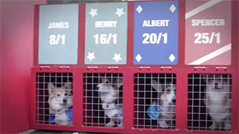 thatfilthyanimal:missmartian23:thefrogman:sizvideos:World’s First Corgi Race [video]thatfilthyanimal
