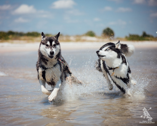 huskyhuddle:  An adorable play sequence of Nora and Balto(click on the photos, stupid tumblr is making them blurry in the preview)@rnerri