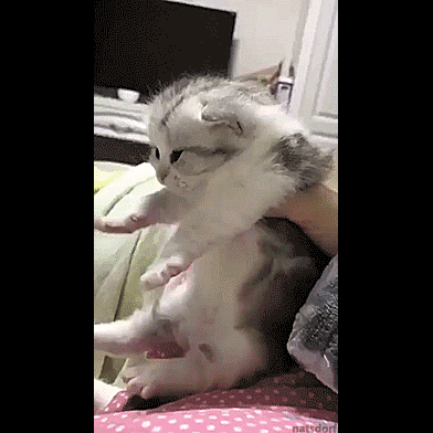 thenatsdorf:  Give me back my baby. (via biskyfrisket)