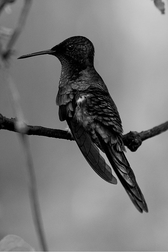 n-ostalgio:  Colibri by Viktoriia. 