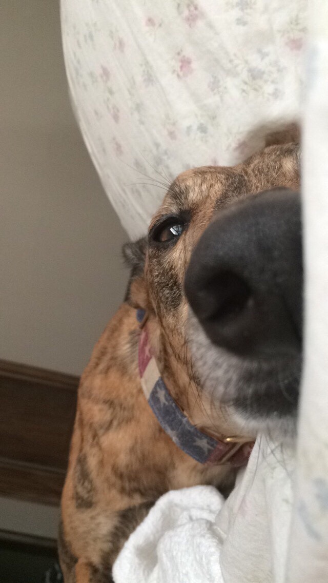 awwww-cute:  Then first thing I see when I open my eyes every day (Source: http://ift.tt/1JU6bPf)