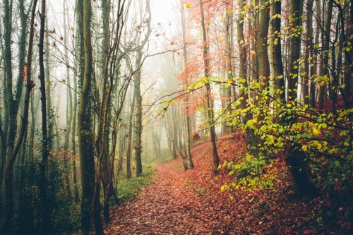 odbytea:  dpcphotography:  Weekend Walk 🍁🍂  xx