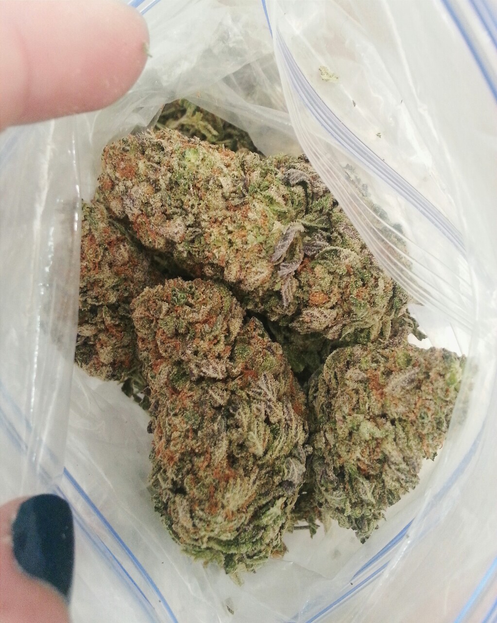 electricgardenofdelights:  gotta double bag these Flo trees 