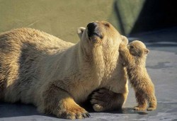 phototoartguy:  Polar Bears by Harry Eggens
