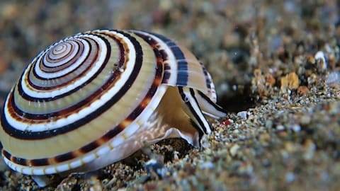 ainawgsd:    Architectonica perspectiva, common name the clear or perspective sundial shell, is a species of sea snail, a marine gastropod mollusk in the family Architectonicidae, which are known as the staircase shells or sundials.  The snail is common