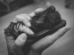 mrszombie89:  Adorable baby bat 