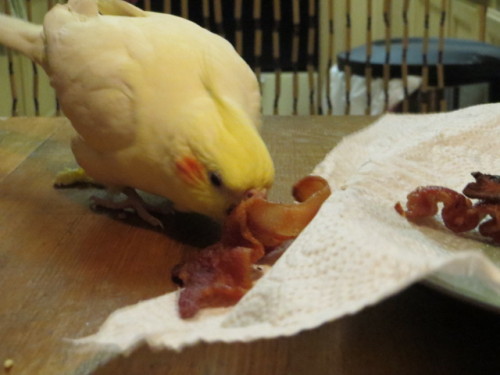 And then this bird absconded with an entire piece of bacon.