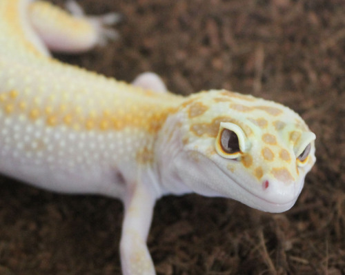 lunationgeckos:The smolder. 