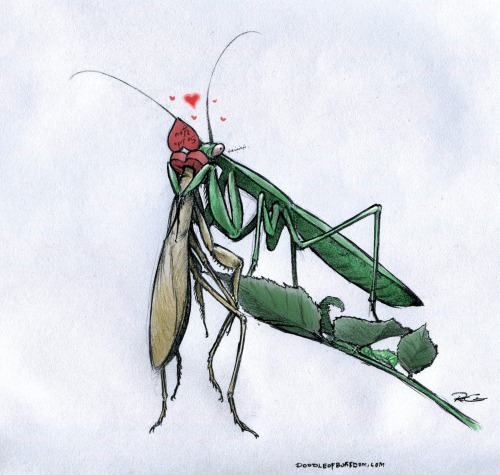 doodleofboredom:  Oh, Valentine.  