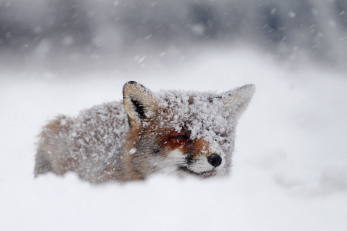 nubbsgalore:  photos  by  roeselien  raimond   (previously featured)