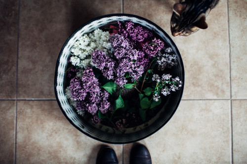 jakfruit:Lilacs from around my neighborhood in a hat box!  And a curious little Bengal.