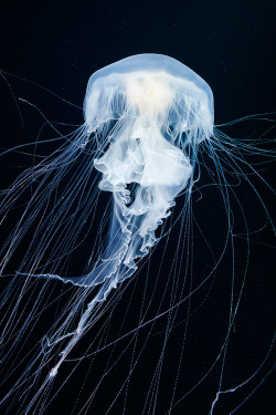 rhubarbes:  Phacellophora camtschatica / Jellyfish by Alexander Semenov. More Animals here. 