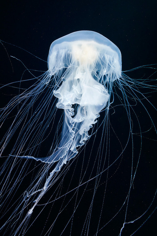 rhubarbes: Phacellophora camtschatica / Jellyfish by Alexander Semenov. More Animals here.