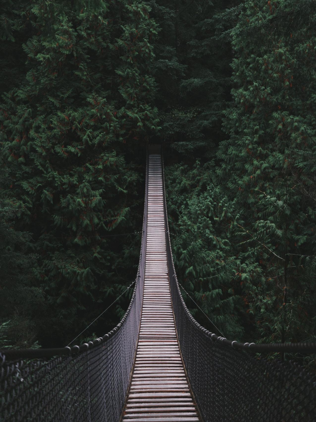 My adventure through the forest