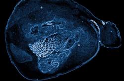 scienceyoucanlove:  Serotonin in the cerebral cortex  Photomicrograph revealing the location of a transporter of serotonin (a widespread neurotransmitter) in areas of the cerebral cortex that process sensory information such as touch and hearing.Serotonin