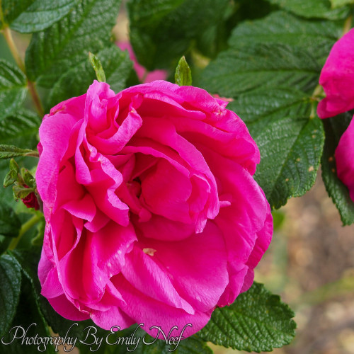 Some of the flowers that were in bloom at Snoqualmie Falls when I visited yesterday.