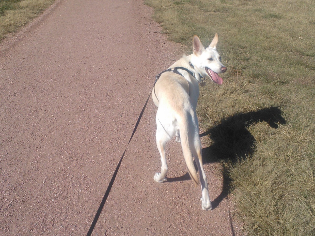 It wasn&rsquo;t as muddy outside so I walked her for the first time in a week.