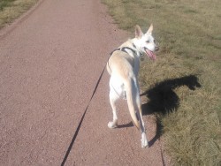 It wasn&rsquo;t as muddy outside so I walked her for the first time in a week. She&rsquo;s been too energetic and chewing on everything but I&rsquo;m sure this walk helped with that