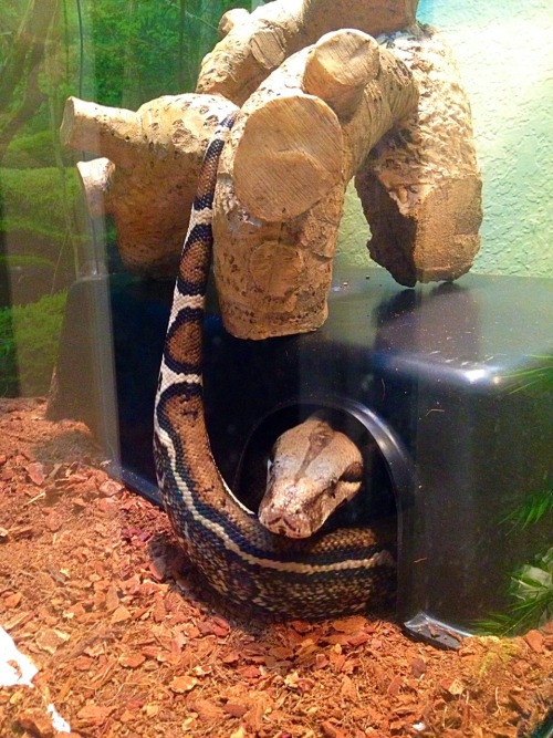 warofthering:  She finally figured it out, I’m so proud :’3 (she wouldn’t let go of the stick either, she’s really grabby)
